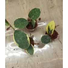 Hoya Australis 'blondie 2 + 