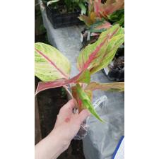 Aglaonema Kwak Thong 33