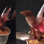 Neoregelia Midnight (Royal Burgundy x Royal Flush)(S).