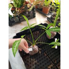 Syngonium Little Star 594