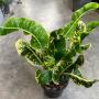 Codiaeum Tapao Thong