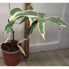 Сизигиум самарандженс (Белый край) / Syzygium samarangense (white margin) 277/1