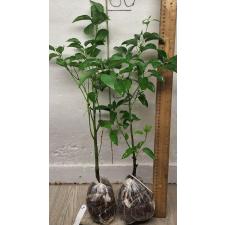 Коричник камфорный (сеянец) / Cinnamomum camphora (seedling) 25