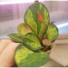 Hoya Australis lisa 1р