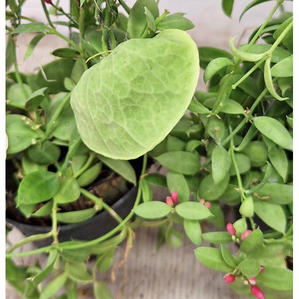 Дисхидия гребешковая / Dischidia pectinoides