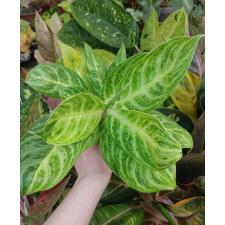 Aglaonema Gold spoon A-105