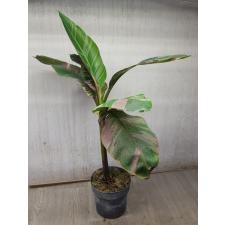 Musa variegated (Банан) 