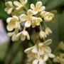 Osmanthus fragrans