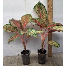 Аглаонема 10 Карат. / Aglaonema 10 Karat A-1