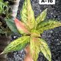 Aglaonema  Aradin  A-16