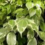 Ficus benjamina 'Golden King'