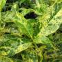 Tabernaemontana (T02) Golden variegated