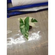 syngonium podophyllum white variegated 500p