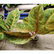 Aglaonema NEW-4 Sripayom