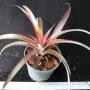 Cryptbergia Red Burst (Bromeliad) 60