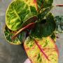 Codiaeum Roong Aroon