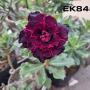Adenium EK 8453