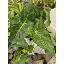 Homalomena sp Lindenii