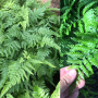 Nephrolepis sp.(T03)