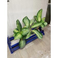 Aglaonema Banana wealthy round A-79