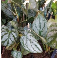 Philodendron brandtianum  12 cm pot 29.12