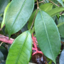 Ficus sp.(T48) 'Coffee Bean'.