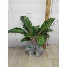 Aglaonema 10 Karat - green black A-3