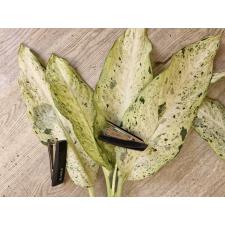 Dieffenbachia Camouflage L 101 по 5500р
