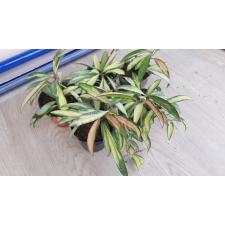 Hoya Wayetii Tricolor s 650р