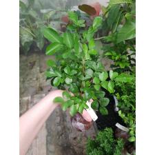 Murraya paniculata 'Snowball' (oval leaf) 188