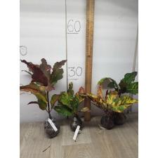 Codiaeum Nongluk 53-46/1