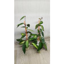 Hoya macrophylla 'Pot of Gold'(314) 1800p