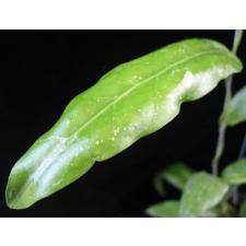 Hoya sp.621 Sabah GPS 7950  №621
