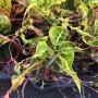 Codiaeum Soi Rayaa.