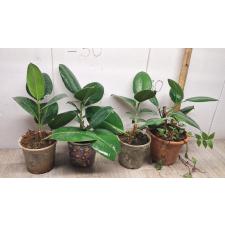 ficus elastica robusta (M)