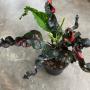Codiaeum Ratree