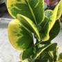 Codiaeum Boh Thong