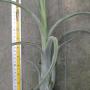 T. intermedia ' Giant form ' (L) 126