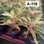 Aglaonema  Kwak Nam Chok A-118
