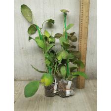 Hoya waymaniae No.2 (round leaf) (#235) 313