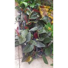 syngonium erythrophyllum Red Arrow 12 cm pot