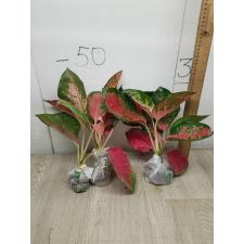 Aglaonema Chang Dang A-24