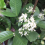 Ixora sp.(T39) 'Andaman'.