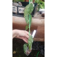 Hoya caudata (select clone) 49