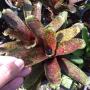 Neoregelia Mo Peppa Please.
