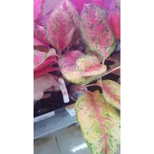 Aglaonema 10 Karat. 3