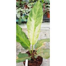Anthurium variegated sp 1