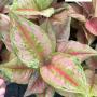 Aglaonema  Prakaipet  A-64