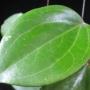 Hoya benstoneana (New species from the Philippines)             827
