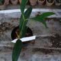 Hoya greenii            473